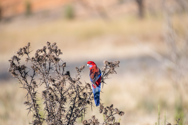 1612332468700042.jpg 2.jpg