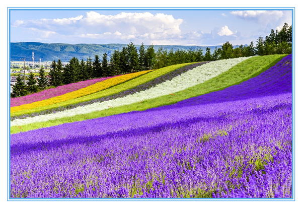 1617761877717057.jpg 3.jpg